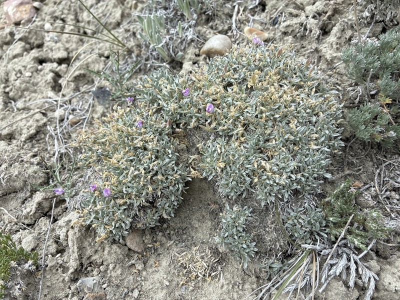 Bastard Draba Milkvetch photo 5