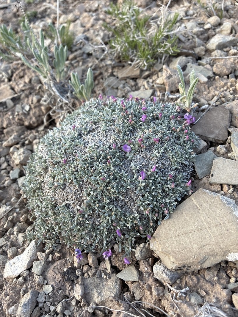 Bastard Draba Milkvetch photo 6