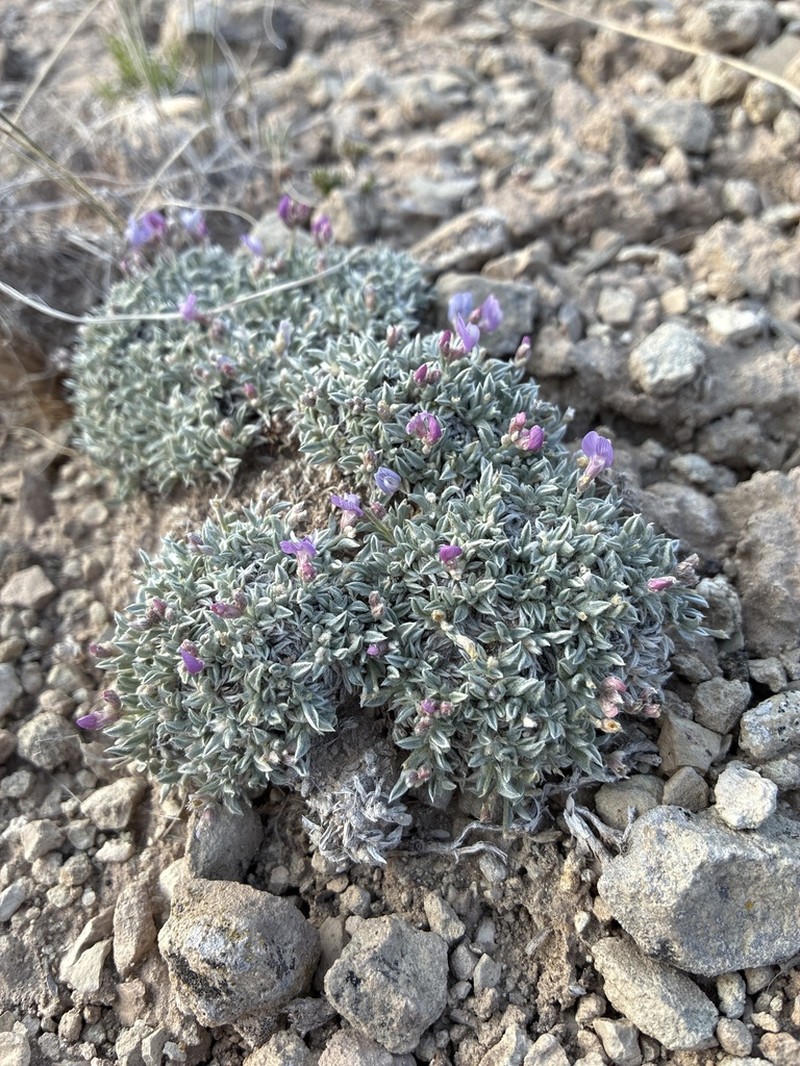 Bastard Draba Milkvetch photo 7