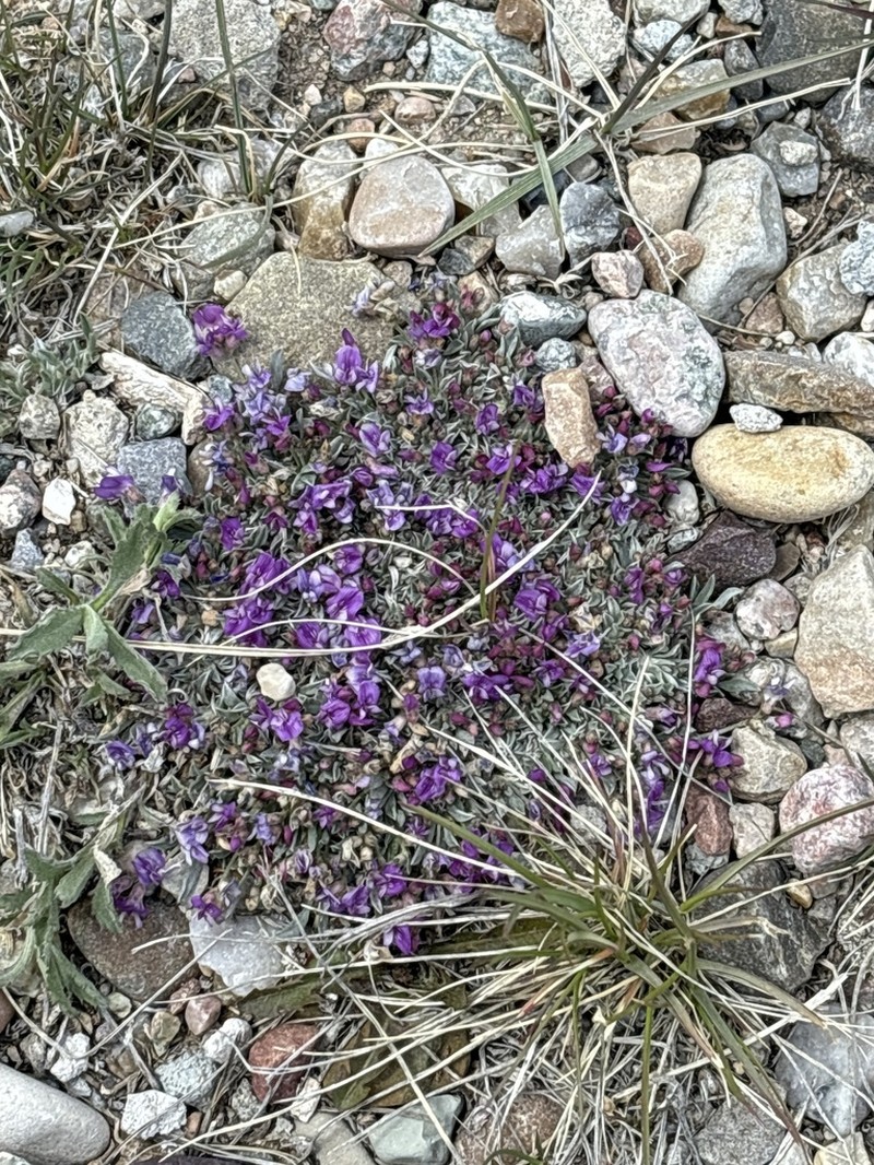 Bastard Draba Milkvetch