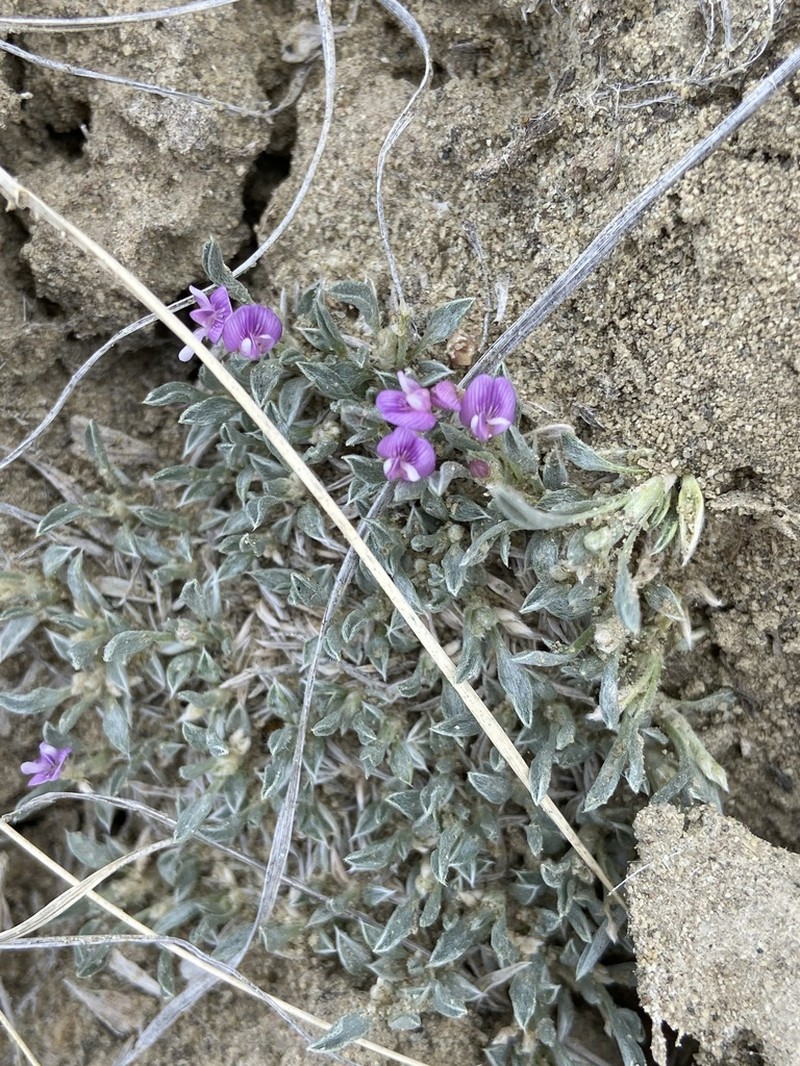 Bastard Draba Milkvetch photo 2