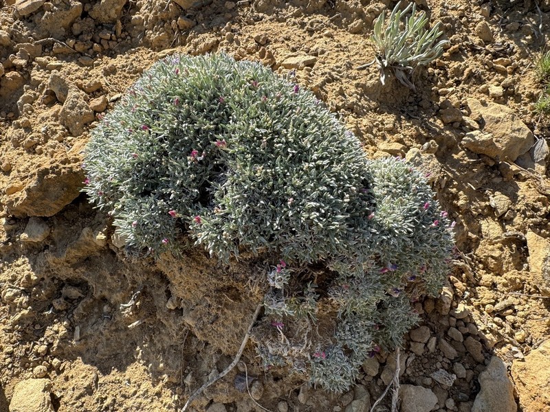 Bastard Draba Milkvetch photo 3