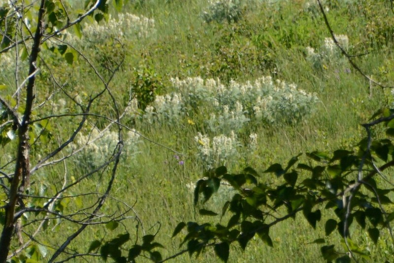 Drummond's Milkvetch photo 5