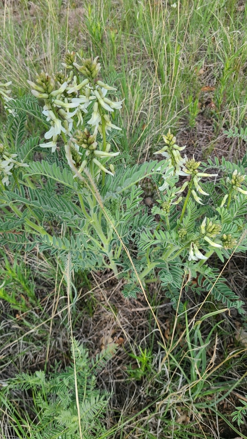 Drummond's Milkvetch photo 6