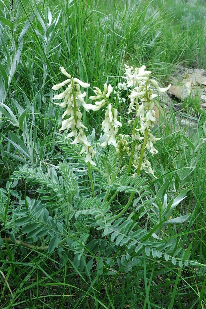 Drummond's Milkvetch photo 7