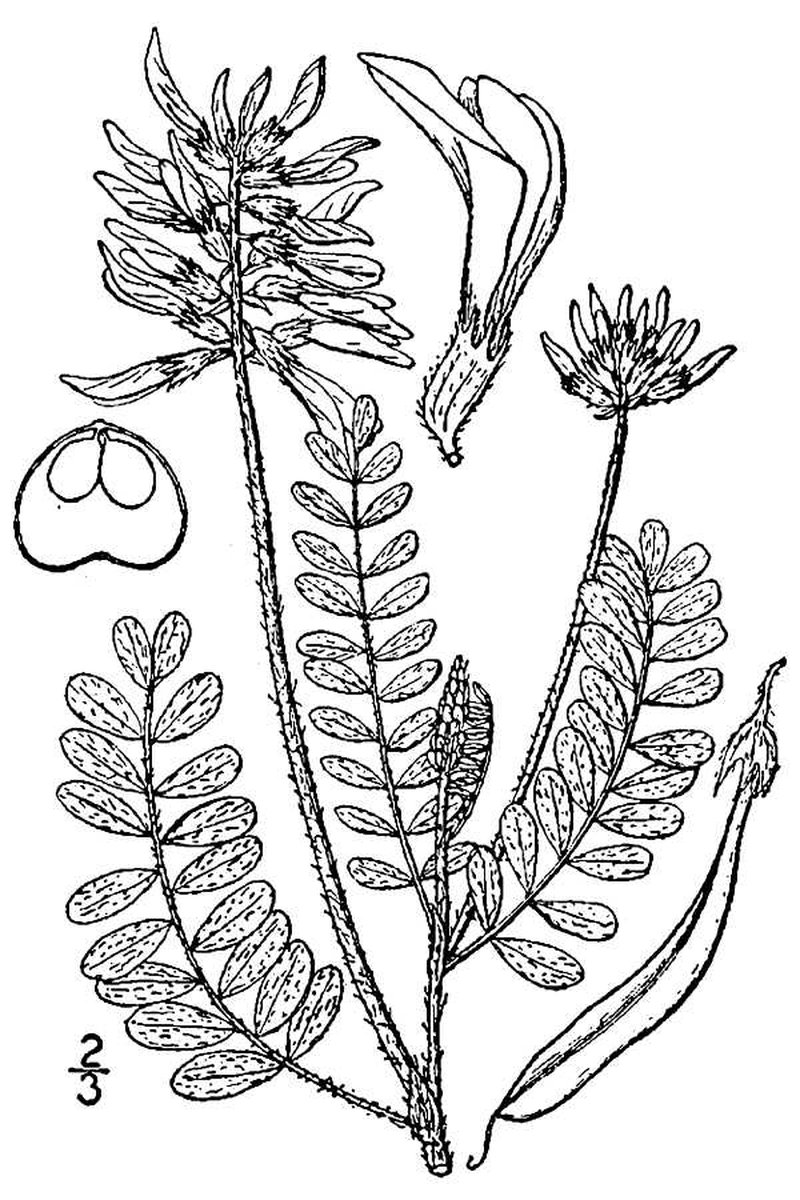 Drummond's Milkvetch photo 2