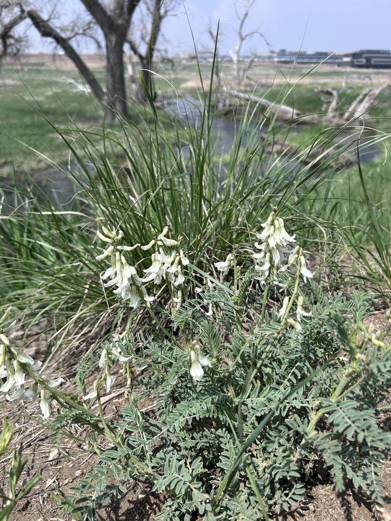 Drummond's Milkvetch photo 3
