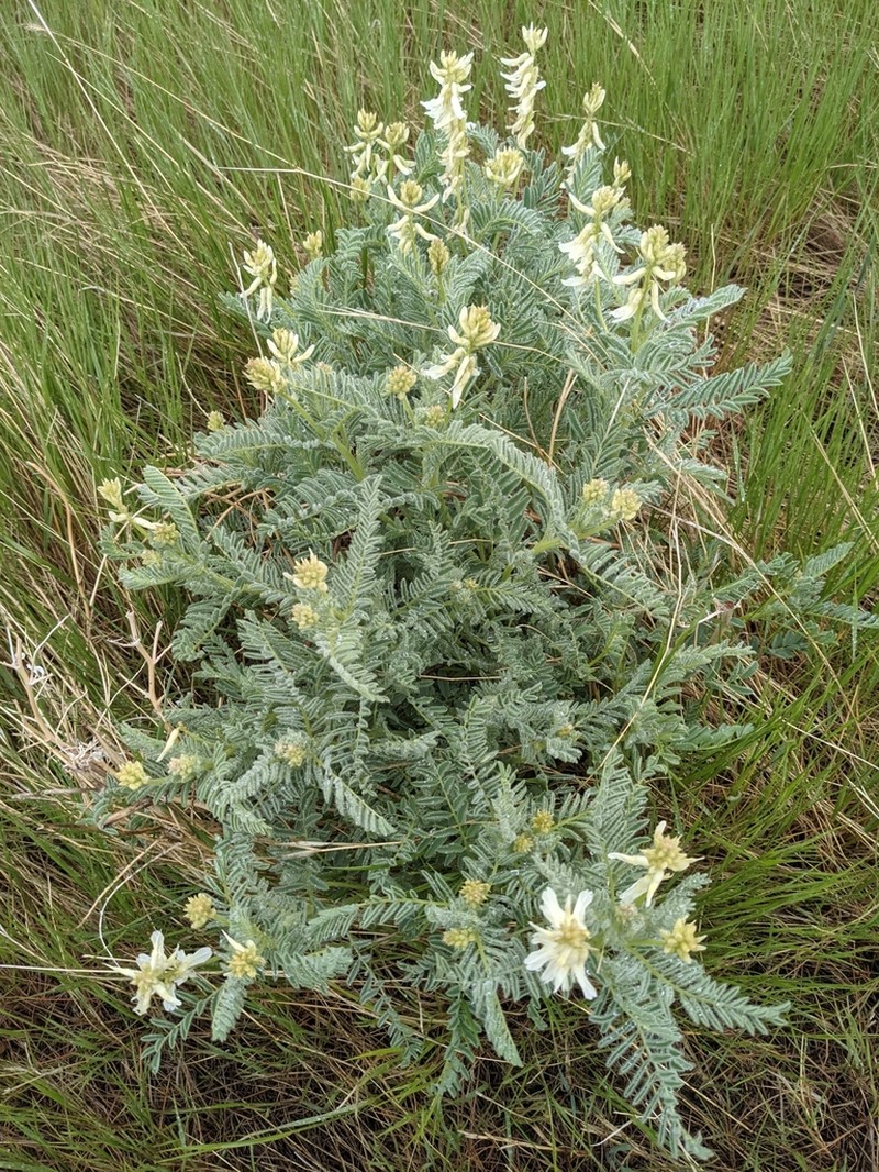 Drummond's Milkvetch photo 4