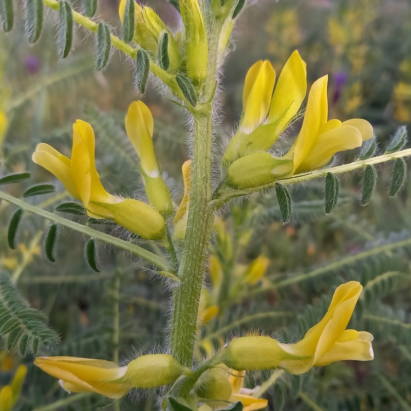 Astragalus drupaceus