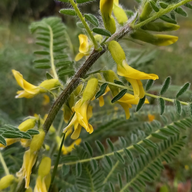 Astragalus drupaceus photo 2