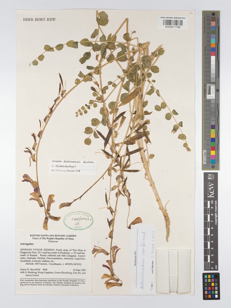 Astragalus dshimensis photo 2