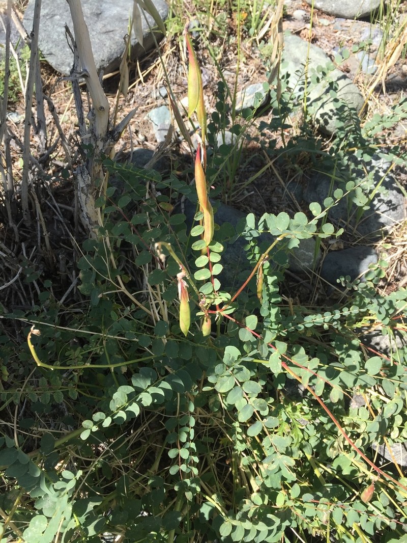 Astragalus dshimensis