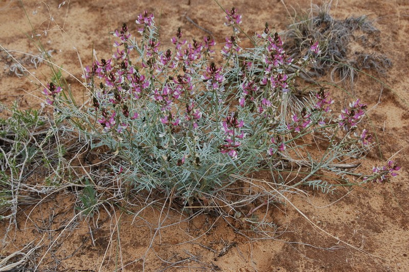 Duchesne Milkvetch photo 2