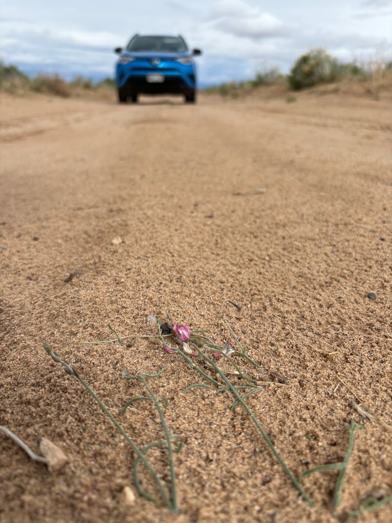Duchesne Milkvetch photo 3