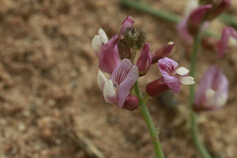 Duchesne Milkvetch photo 4