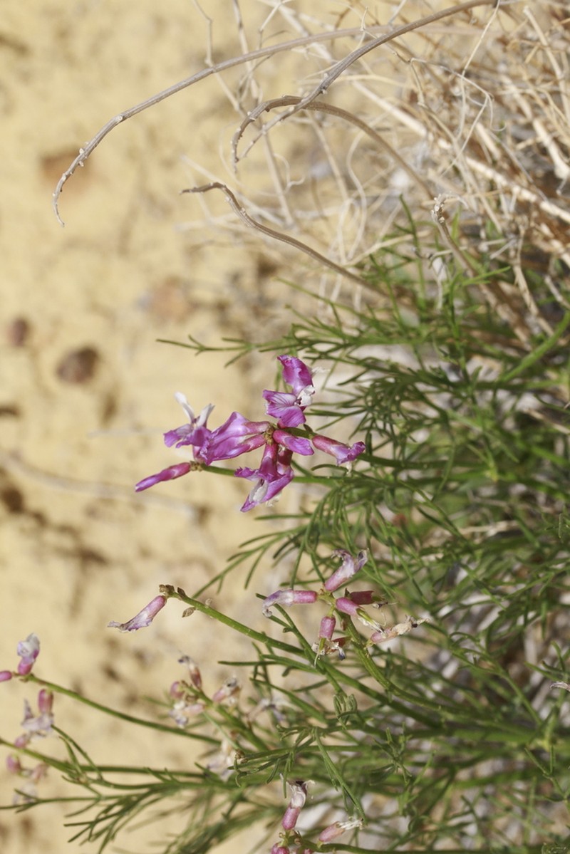 Duchesne Milkvetch photo 5
