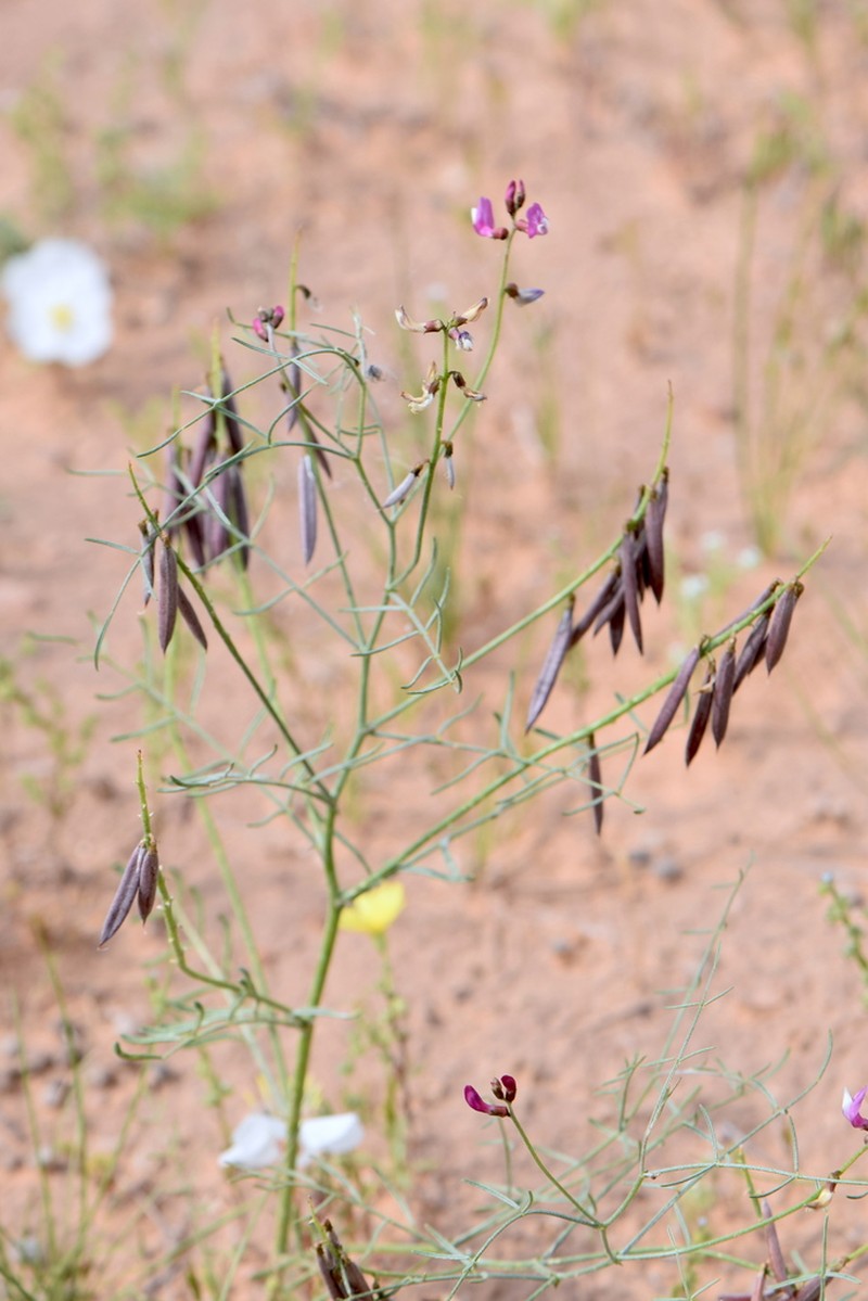 Duchesne Milkvetch photo 6