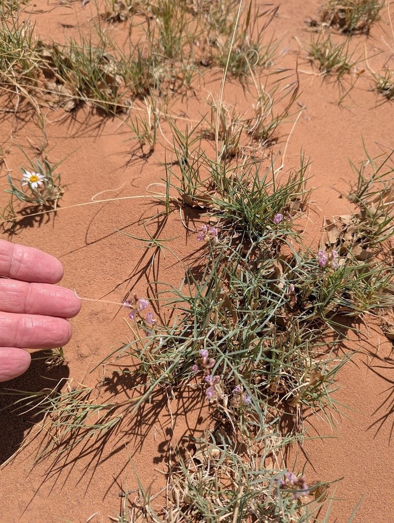 Duchesne Milkvetch photo 7
