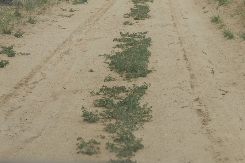 Duchesne Milkvetch photo 8