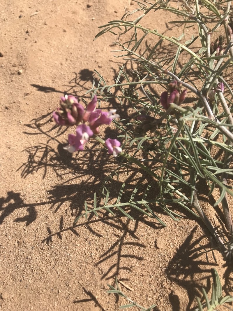 Duchesne Milkvetch