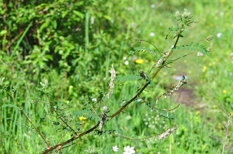 Astragalus dumetorum