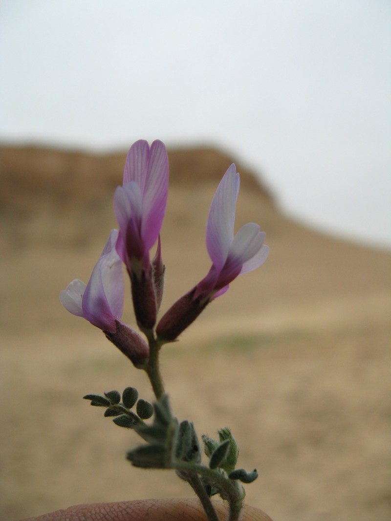 Astragalus duplostrigosus