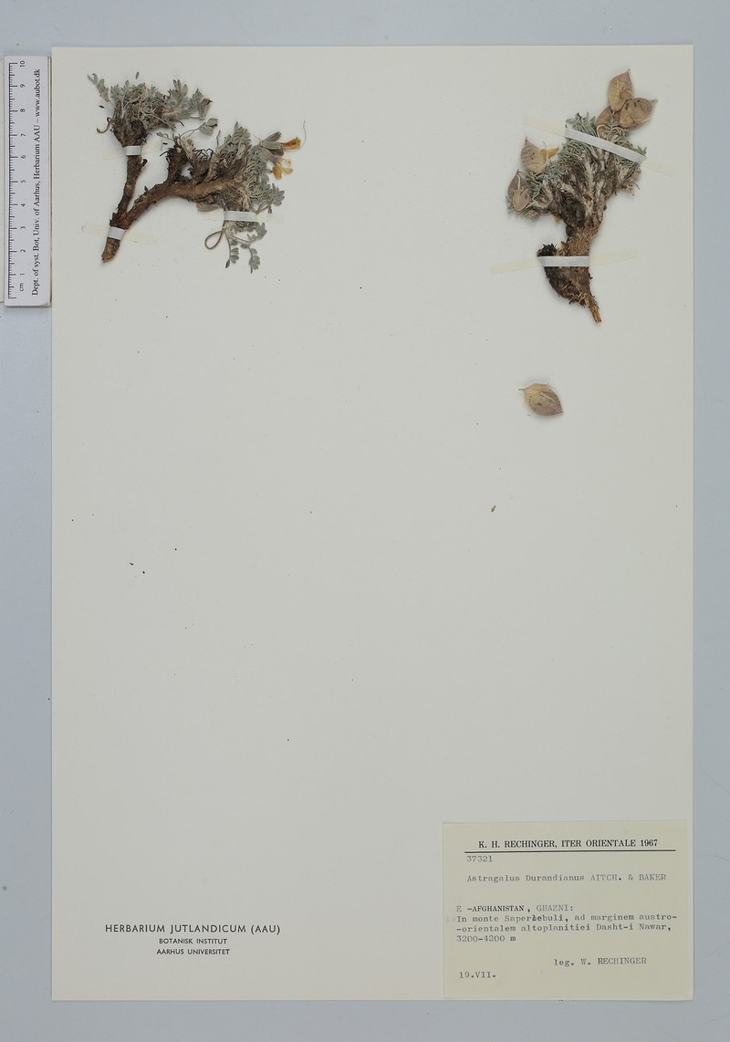 Astragalus durandianus