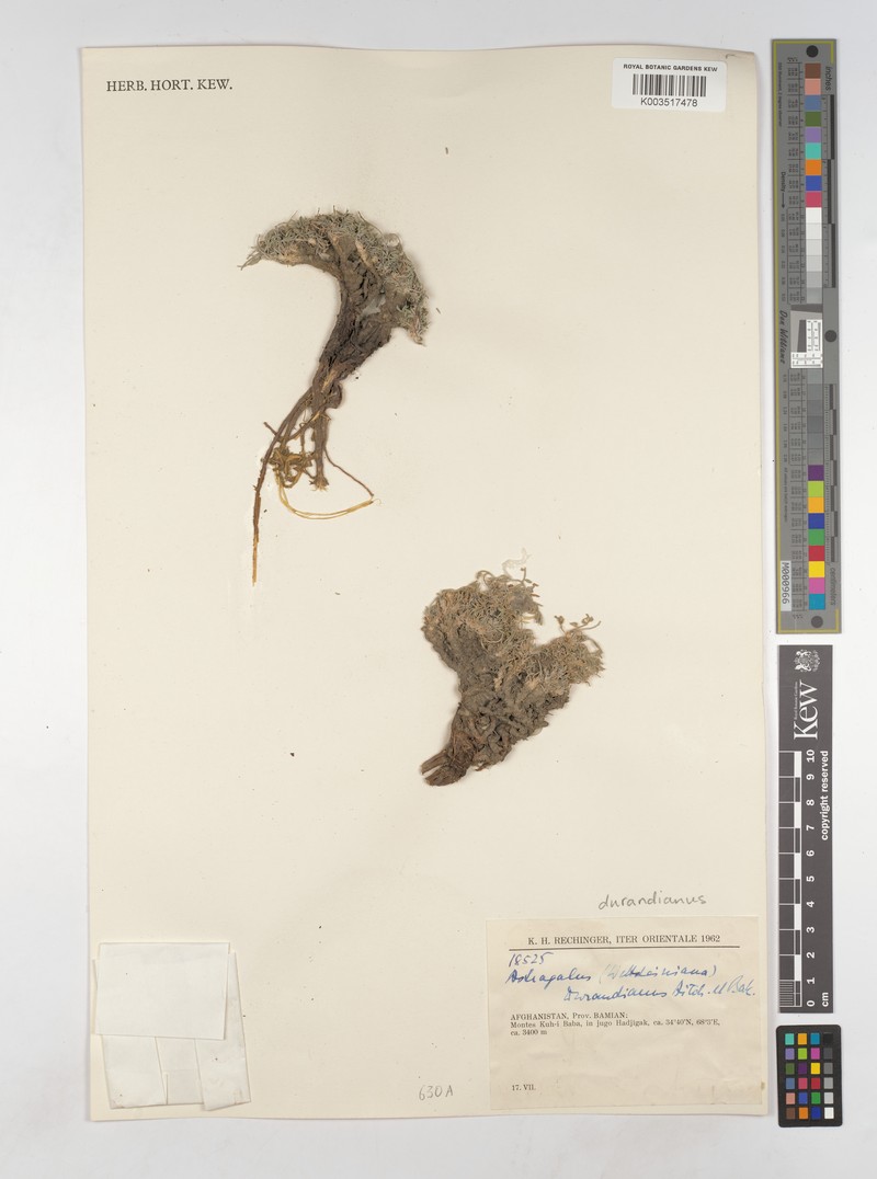 Astragalus durandianus photo 2