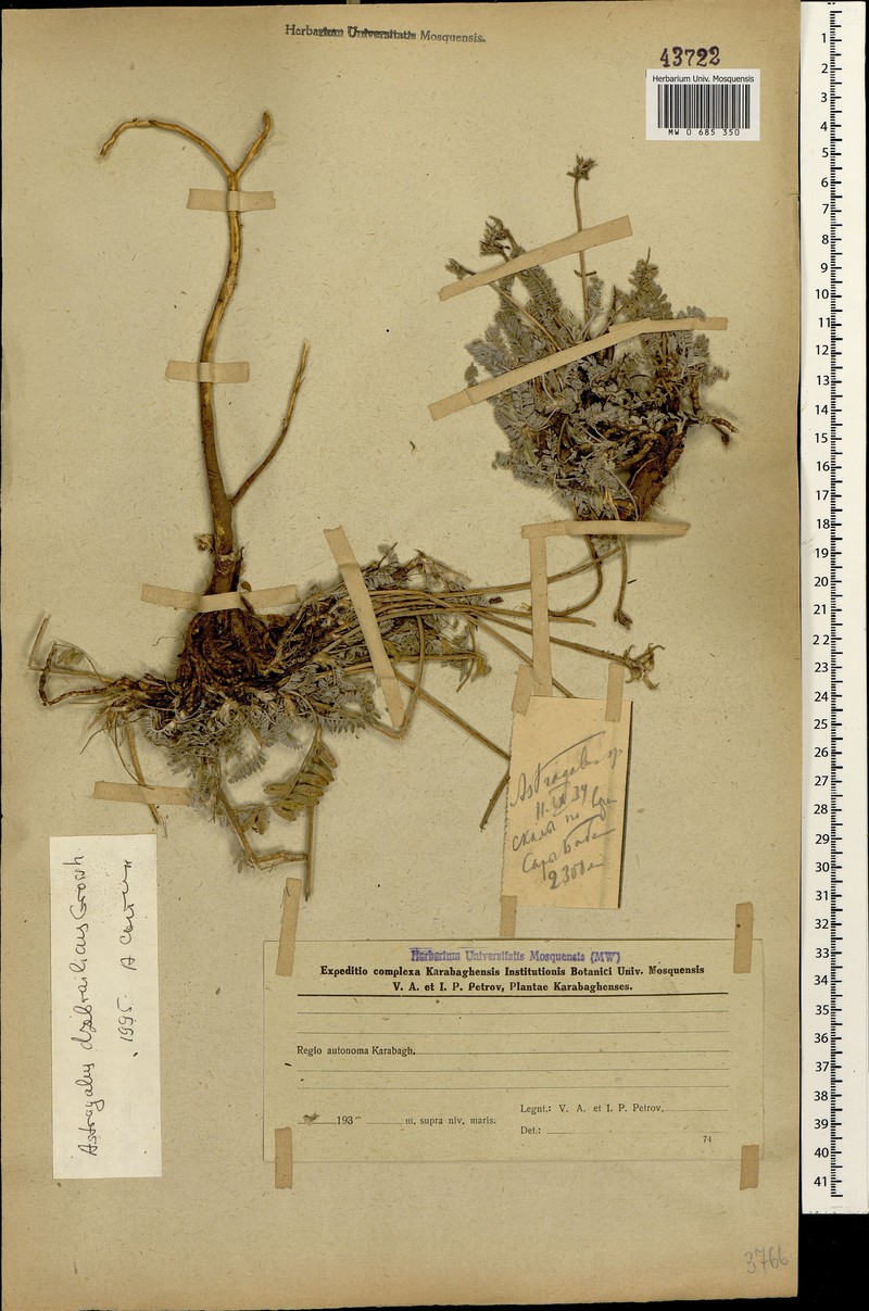 Astragalus dzhebrailicus
