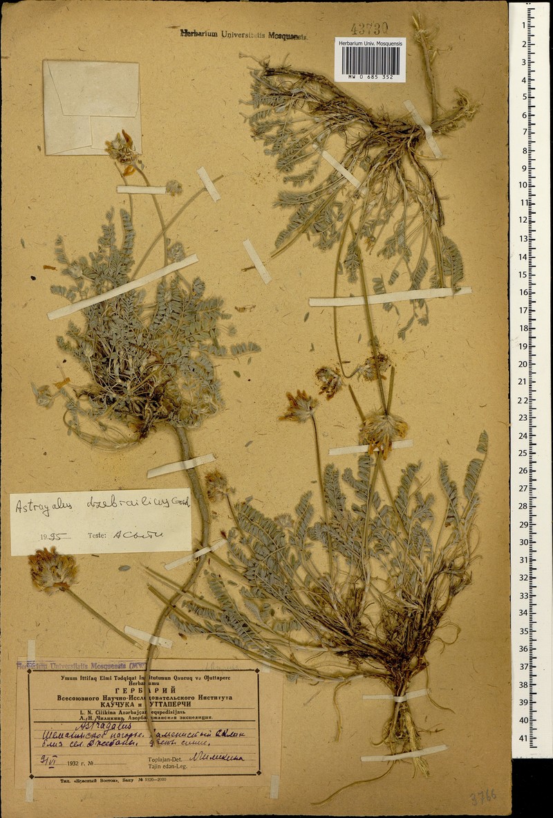 Astragalus dzhebrailicus photo 2