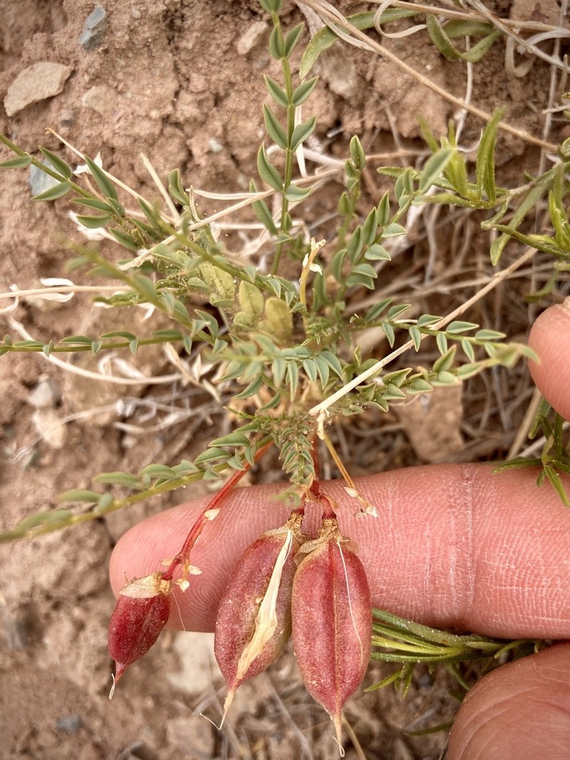 Eastwood's Milkvetch