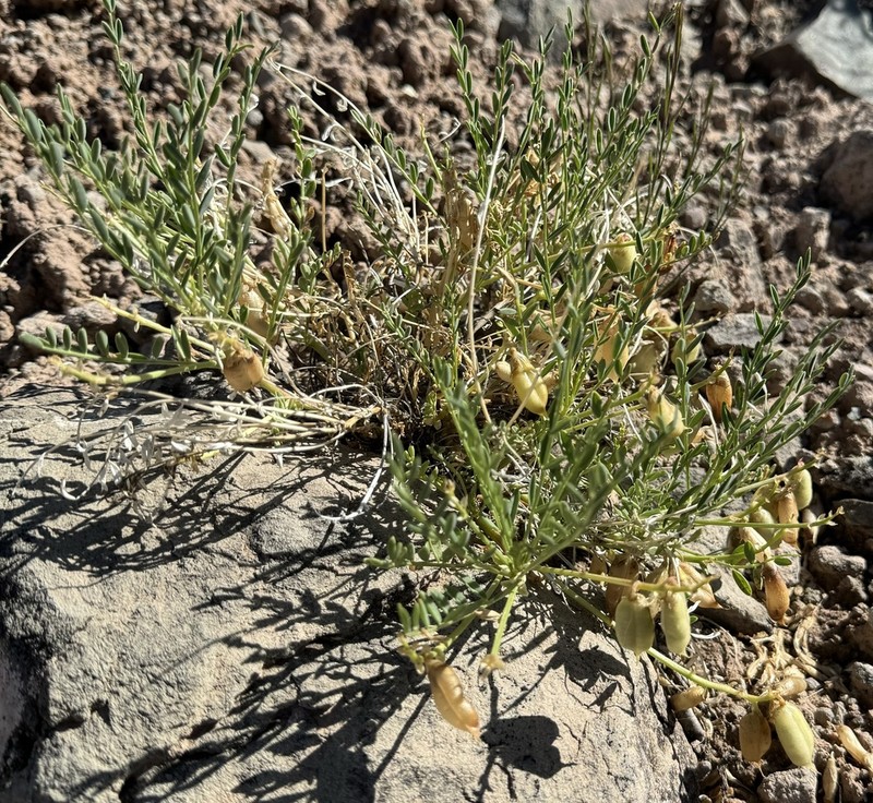 Eastwood's Milkvetch photo 2