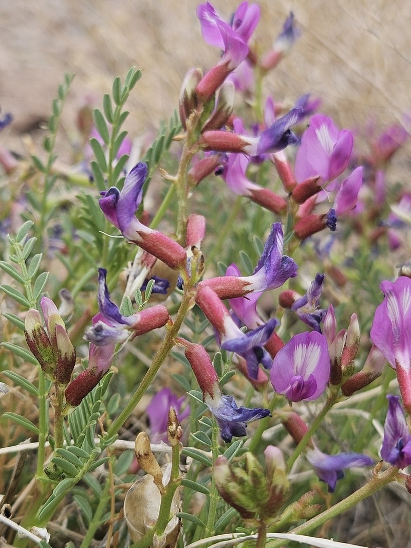 Eastwood's Milkvetch photo 3