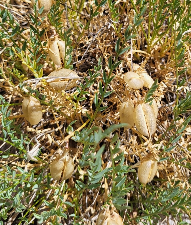 Eastwood's Milkvetch photo 4