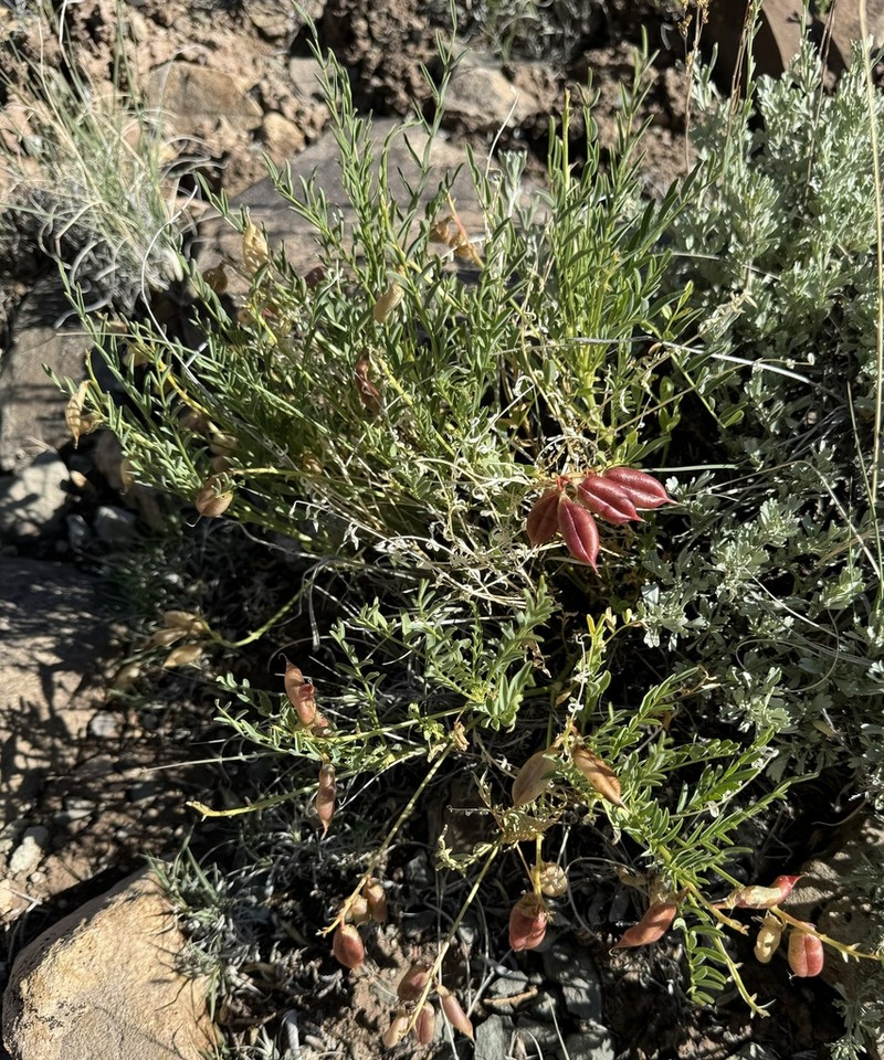 Eastwood's Milkvetch photo 5