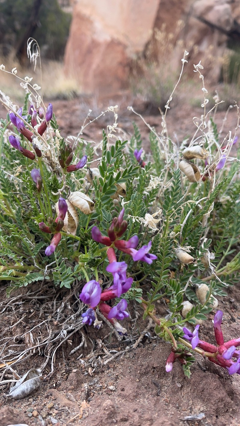 Eastwood's Milkvetch photo 6