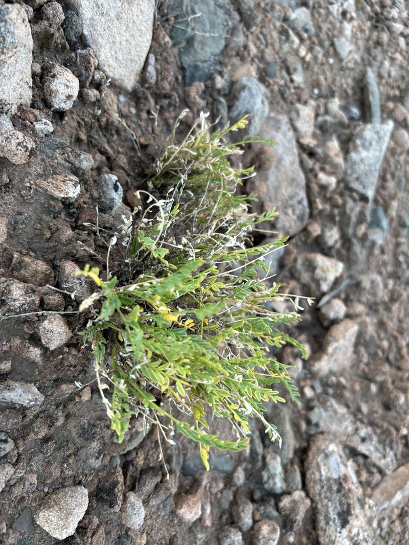 Eastwood's Milkvetch photo 7