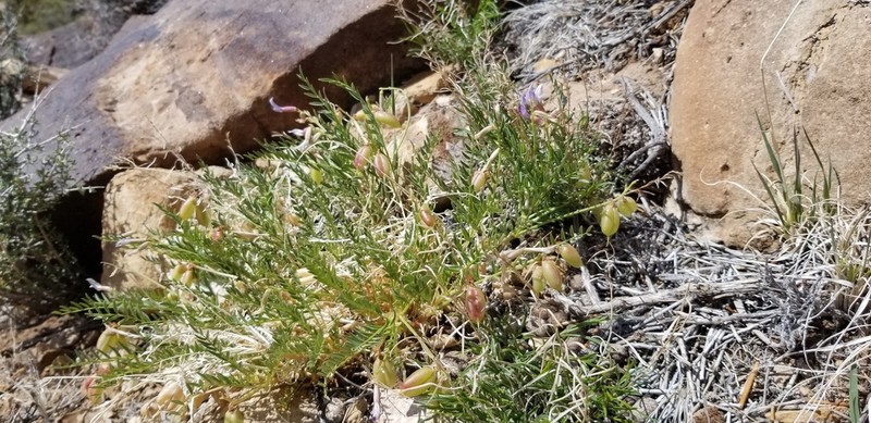 Eastwood's Milkvetch photo 8