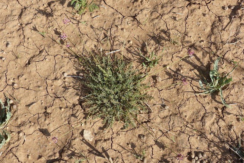 Astragalus ebenoides photo 2