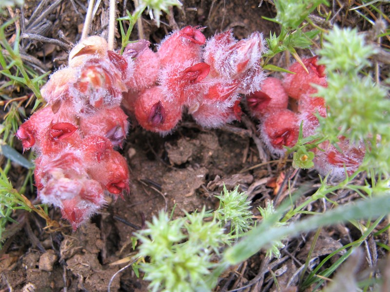 Astragalus ebenoides photo 4
