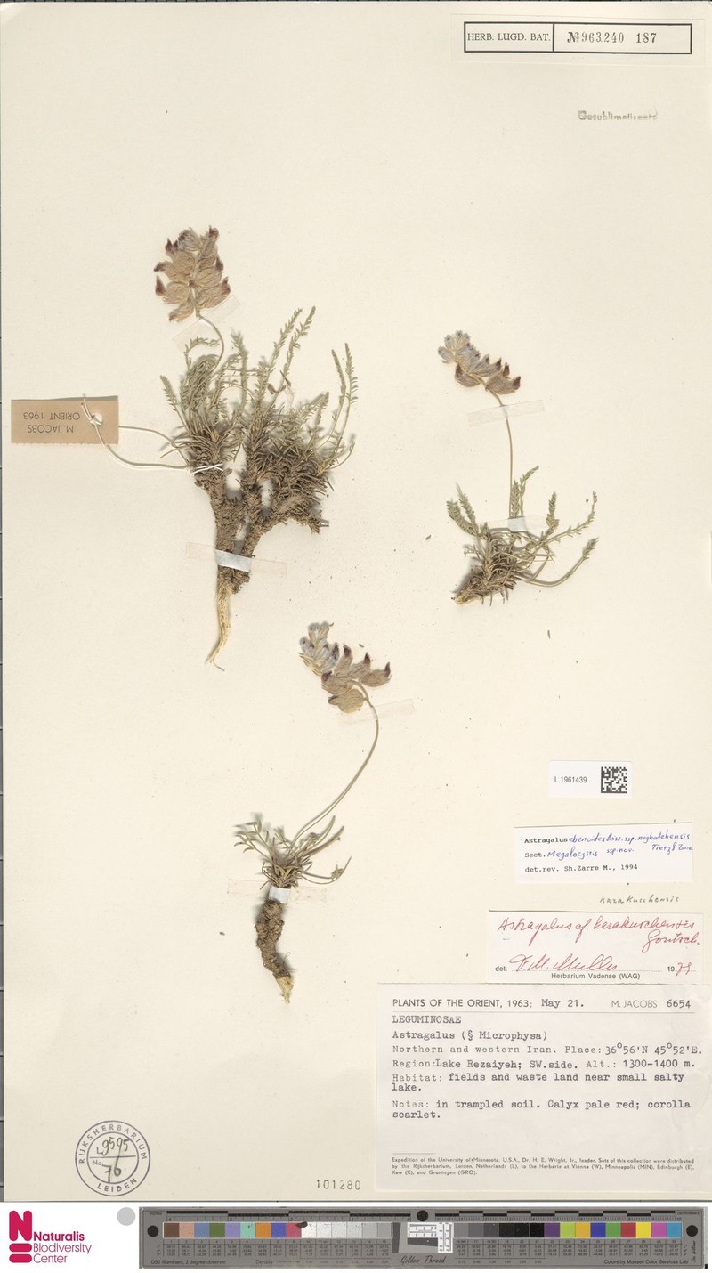 Astragalus ebenoides photo 5