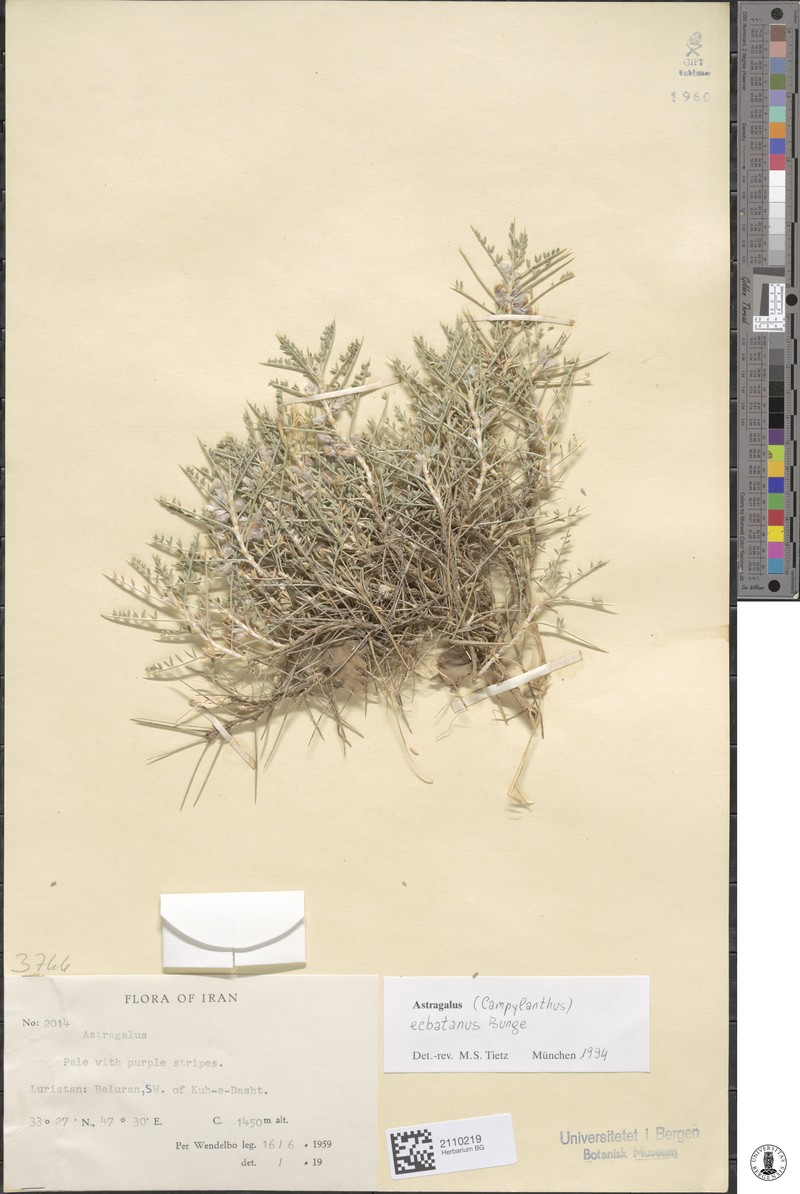 Astragalus ecbatanus