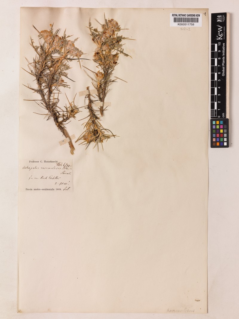 Astragalus ecbatanus photo 2