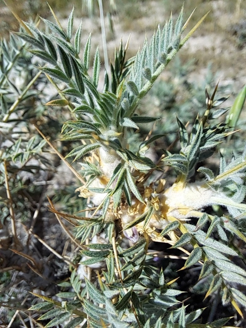 Astragalus echidna