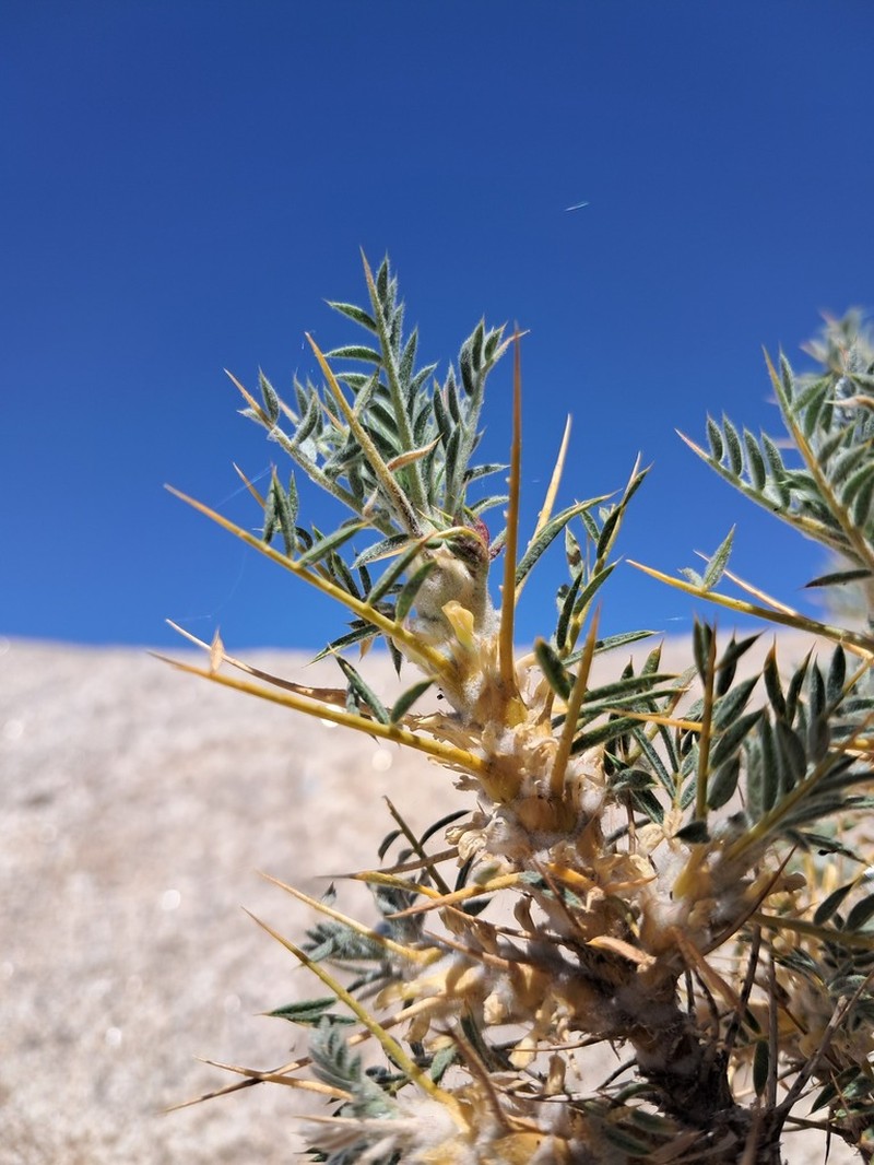 Astragalus echidna photo 2