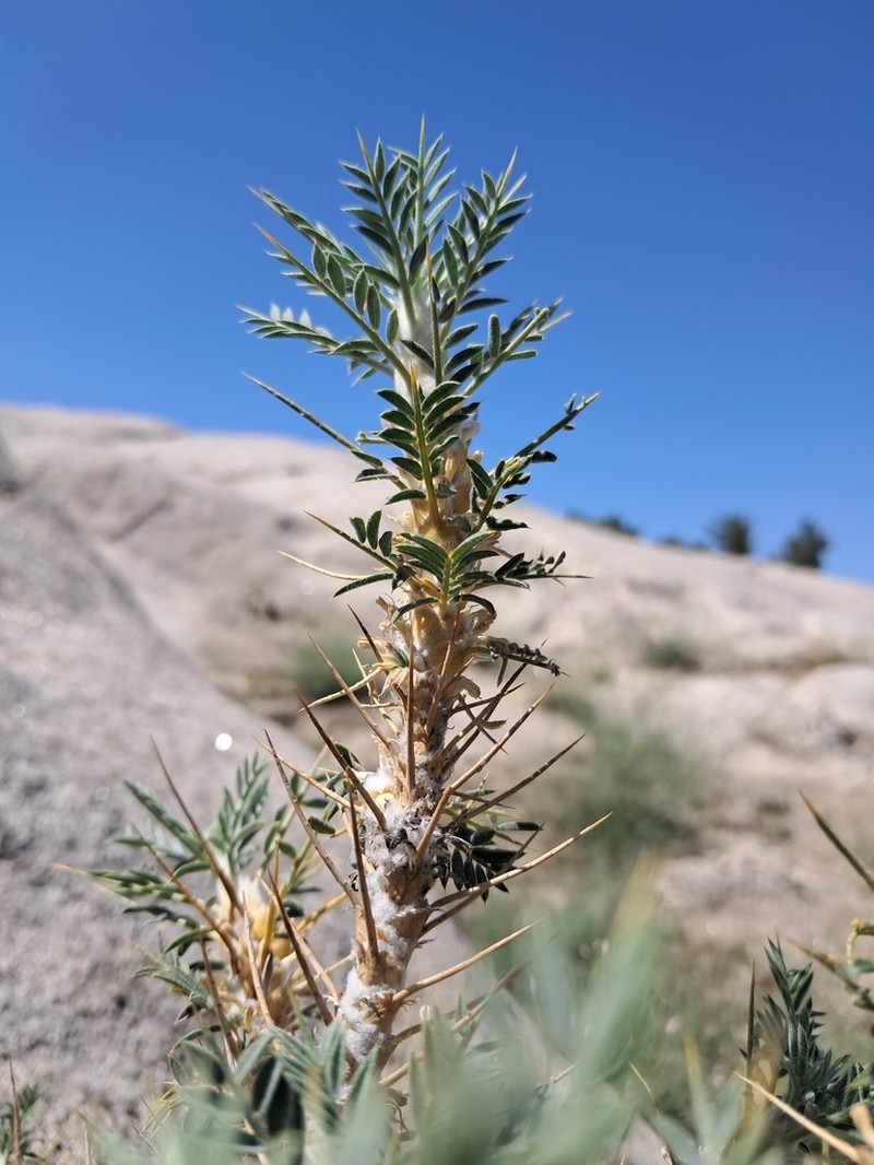 Astragalus echidna photo 3