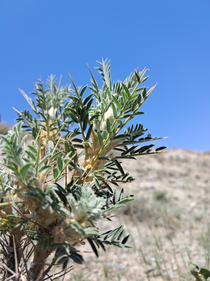 Astragalus echidna photo 4