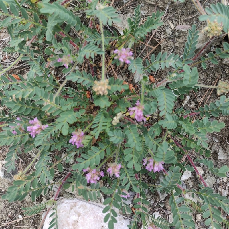 Astragalus echinatus