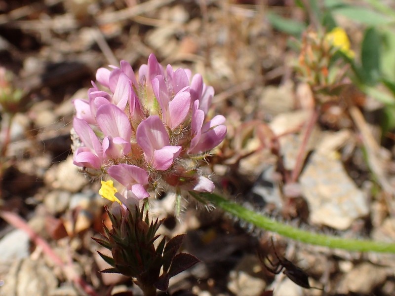 Astragalus echinatus photo 2