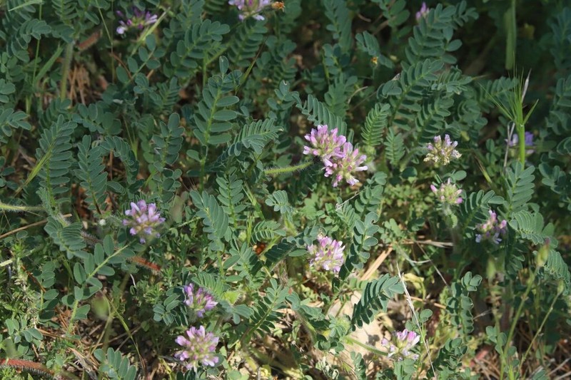 Astragalus echinatus photo 4